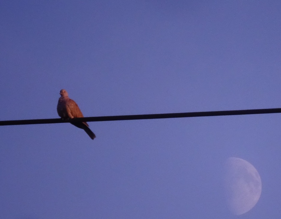 2015 09 22 moon 630pm blue bird